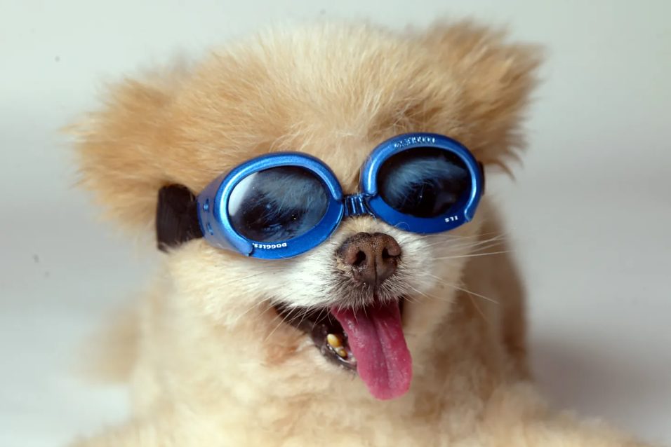 crazy business ideas - Doggles – Sunglasses for Dogs